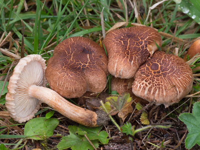 Tricholoma vaccinum